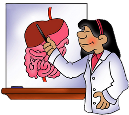 Http - //anoixtosxoleio - Weebly - - Html# - Science - Digestive System Clip Art (425x379)