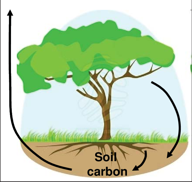 A Schematic Presentation Of A Model-based Soil Carbon - Tree With Roots (664x628)
