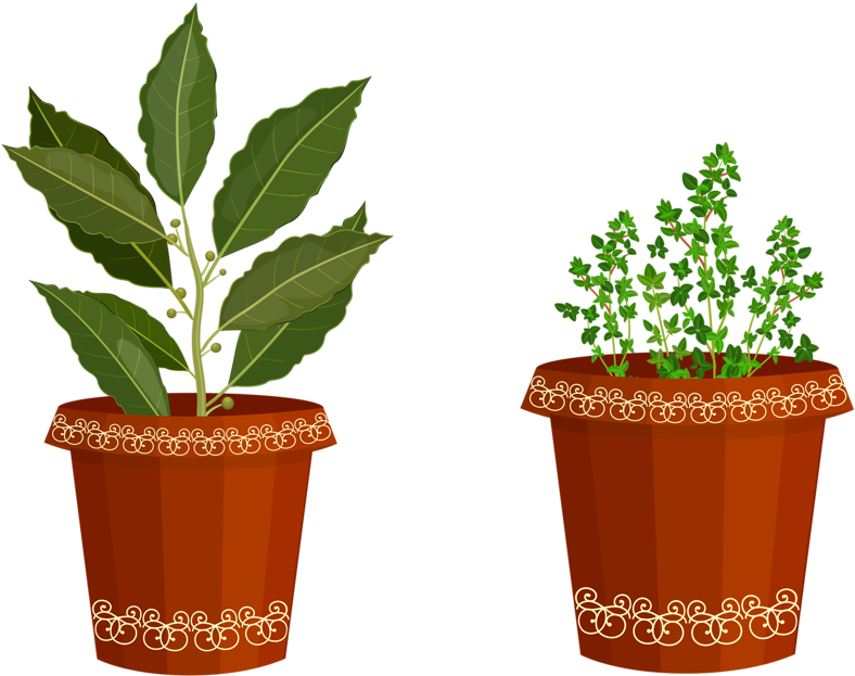 Herb Garden Clipart Cliparthut Free Clipart - Spice (800x632)