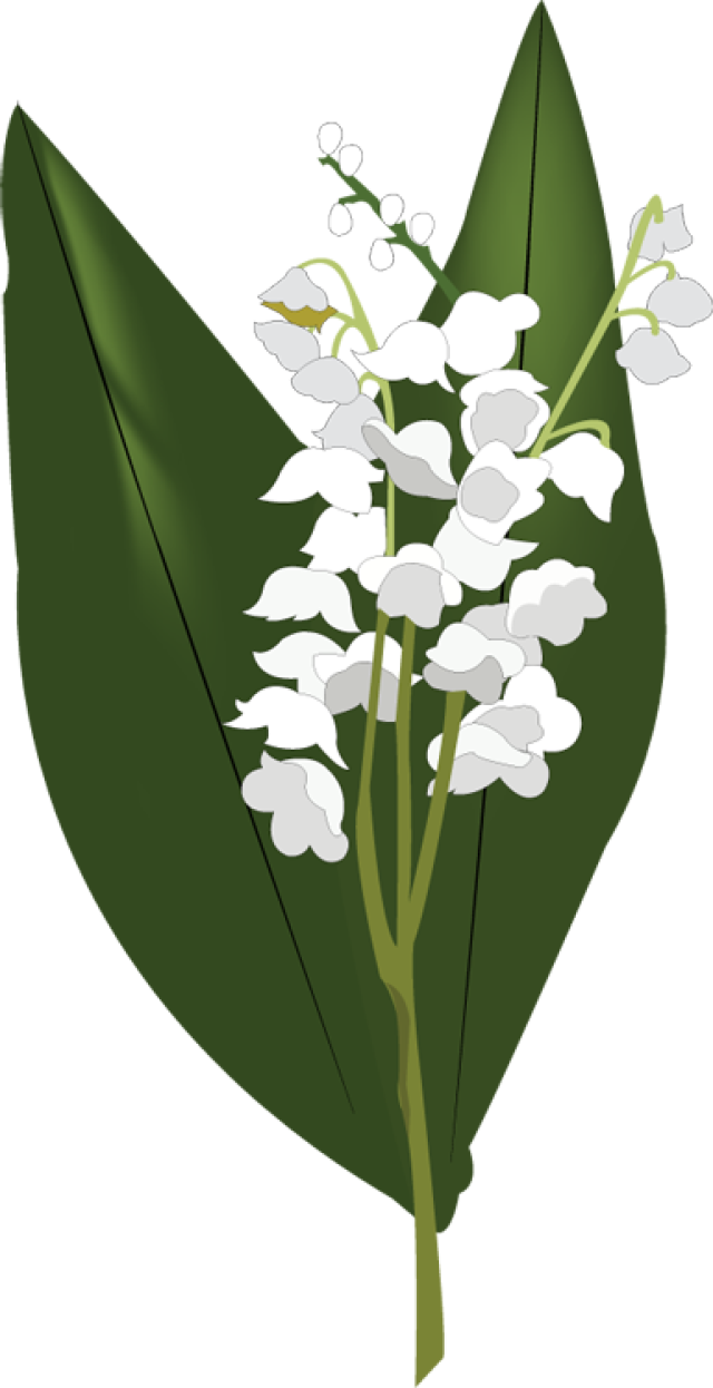 Lily Of The Valley Png Hd - Lily Of The Valley Png (640x1246)
