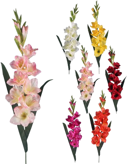 Gladiolus Png (500x535)