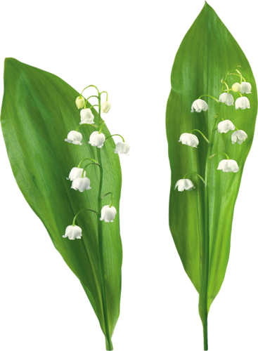 Bell Pepper, Magnolia, Tube, Lily Of The Valley, Pink - Lilies Of The Valley (367x500)