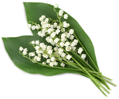 Tarocco Orange, Eucalyptus & Sage - Lost: A Christian Journey Through Miscarriage (490x353)