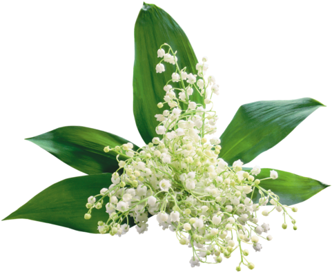 Надежда Хан «057 » На Яндекс - Journey With The Expanded Rosary (500x418)