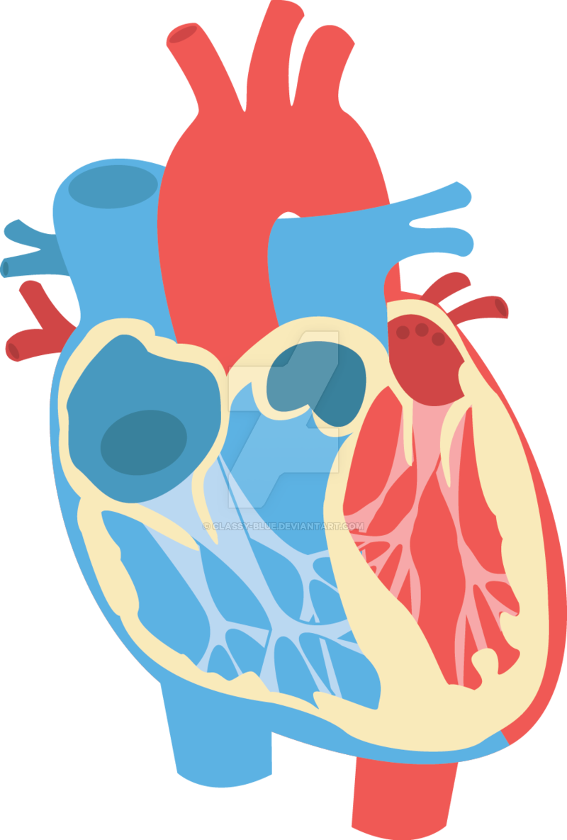 Human Heart Diagram By Classy-blue - Human Heart Vector Png (800x1185)