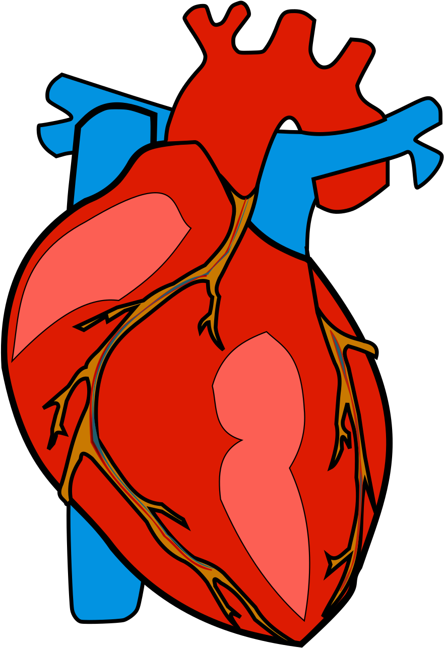 Human Heart - Human Heart Clipart (1697x2400)