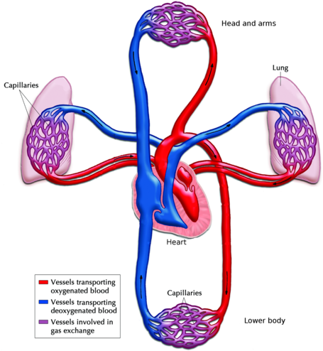 Chart The Circulatory System - Blood Flow Through Heart And Lungs (462x500)