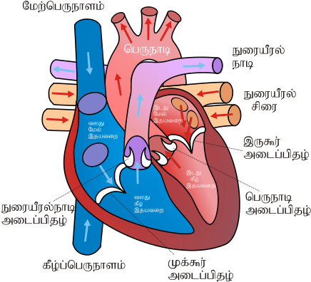 Page 2 For Query Human Heart Sketch Diagram - Tobacco Effects On The Heart (480x480)