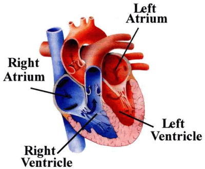 Blood Flow Through The Heart (400x329)