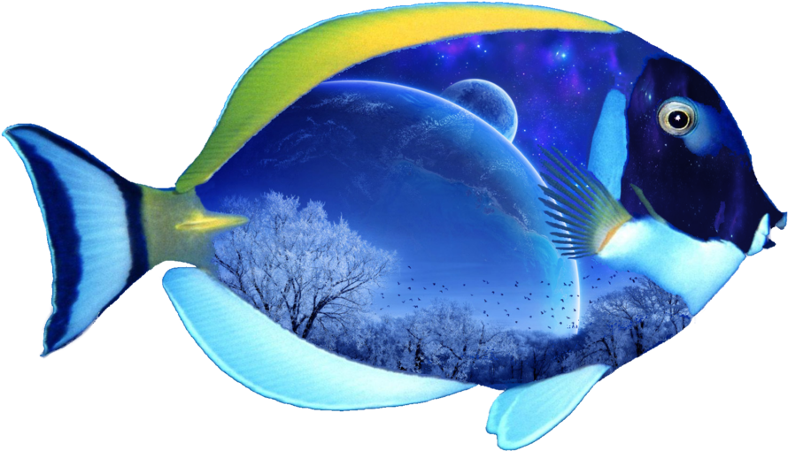 Fish Png - Png Image Of Fish (900x563)