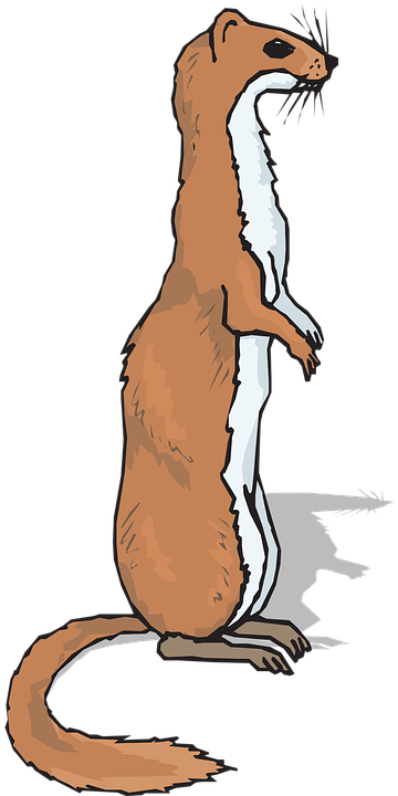 Veterinarian Cliparts Animals 13, - Ferret Clipart (360x720)