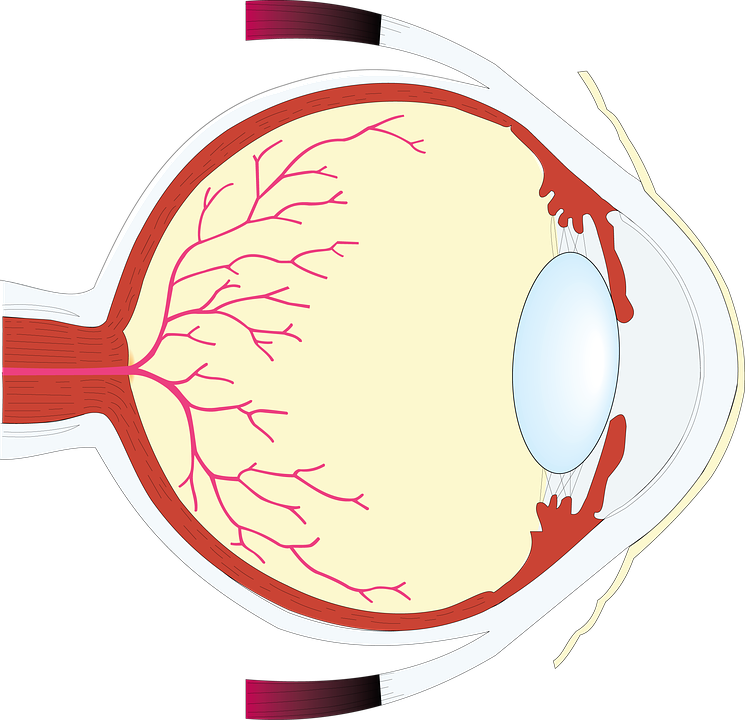 Veterinarian Cliparts Pink 26, - Eye (745x720)