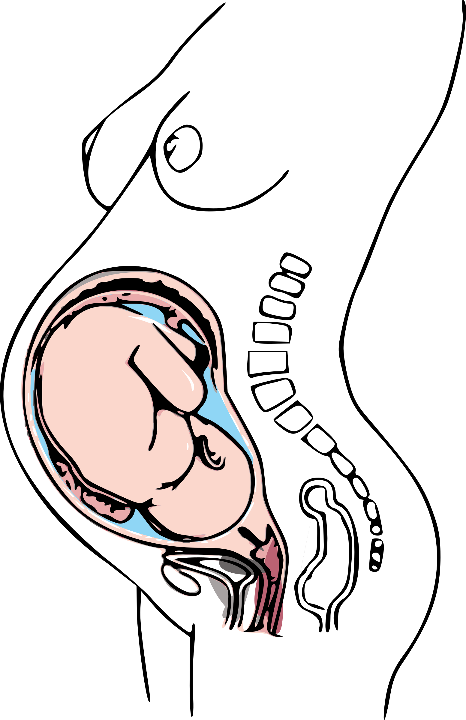 Big Image - Pregnancy Trimesters Drawing (1553x2400)