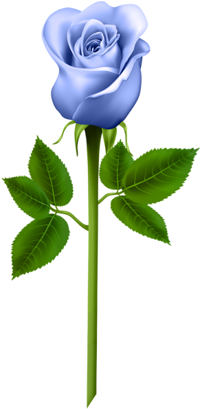 Blue Rose Transparent Png Image - Purple Clip Art Rose (310x600)