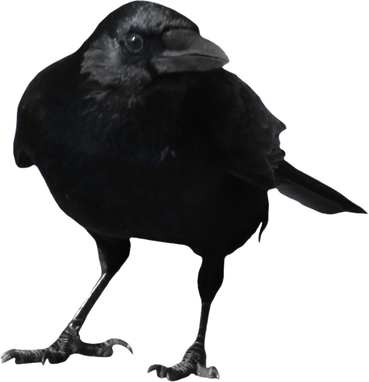 Common Raven Clip Art - Common Raven Clip Art (740x765)