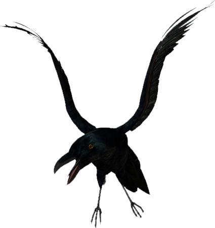 Bird-039 - Raven (425x451)