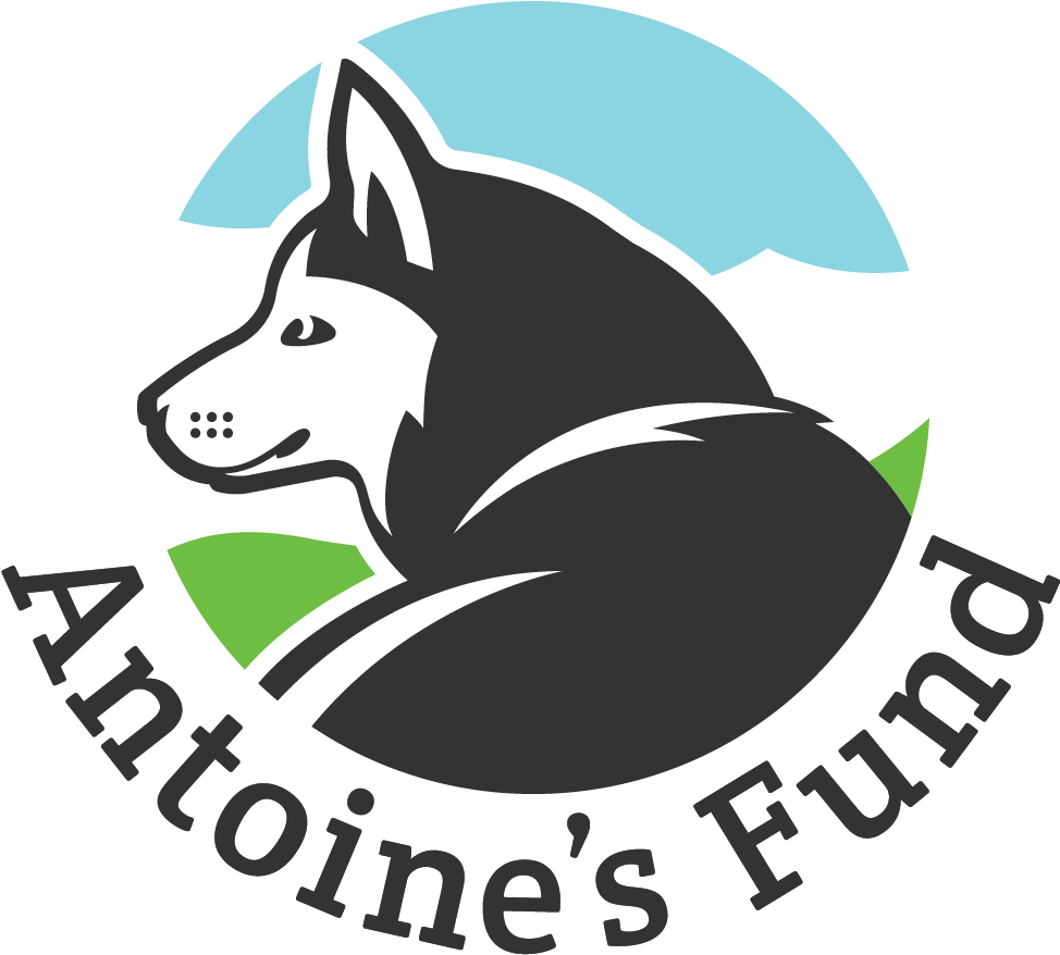 Czechoslovakian Wolfdog (1024x1024)