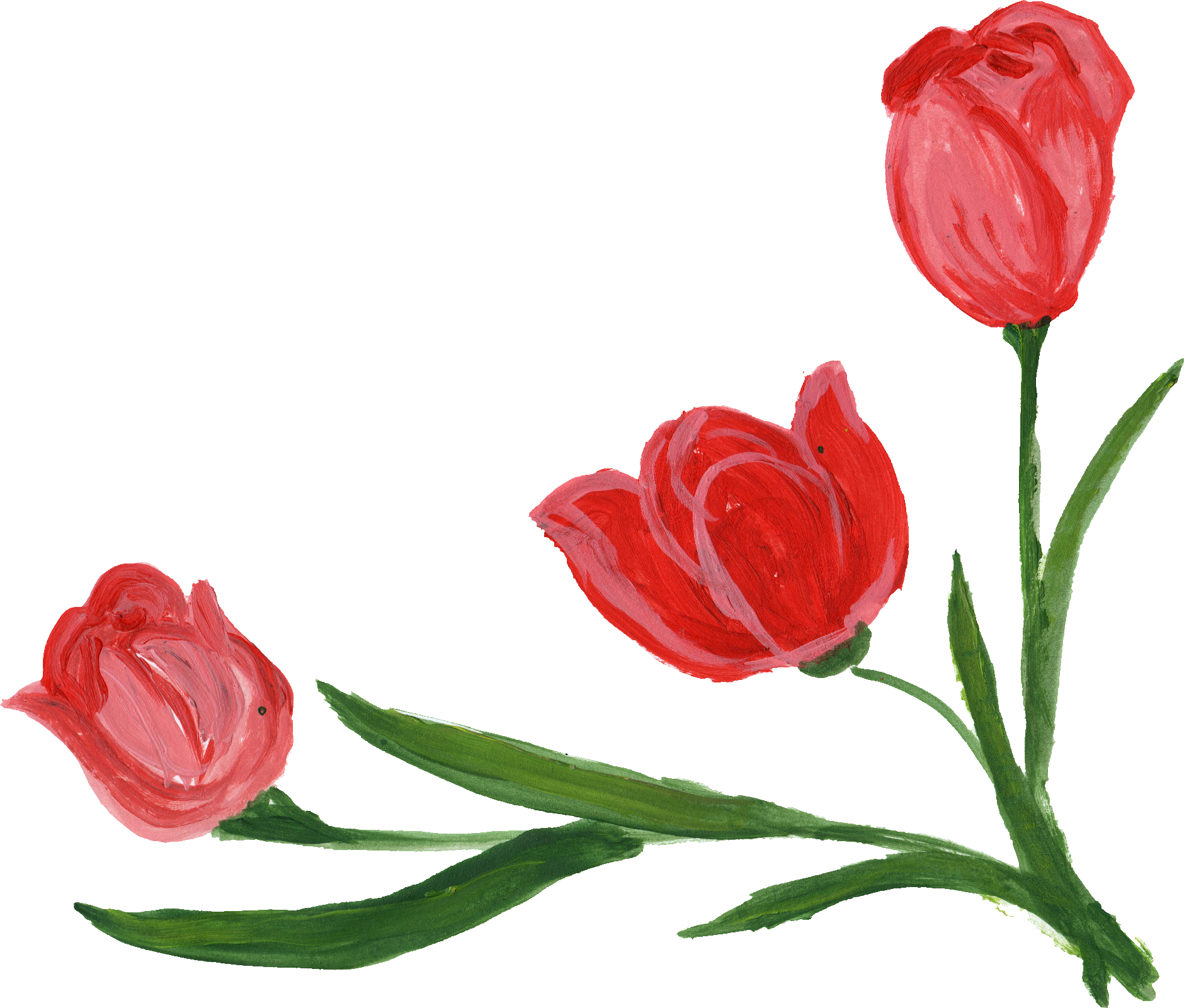 Free Download - Sprenger's Tulip (1880x1601)