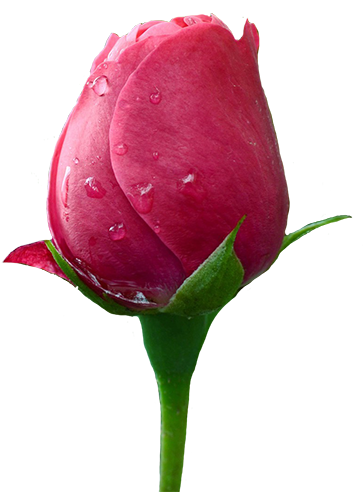 Close Rose - Warren Street Tube Station (380x505)