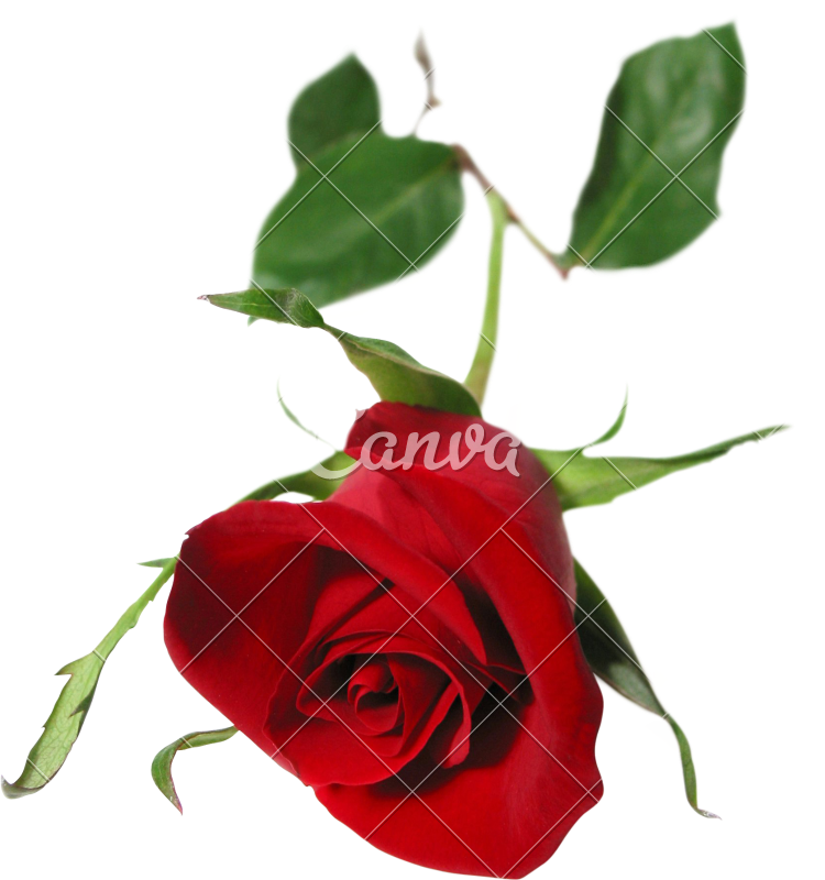 Red Rose - Single Red Rose (750x800)