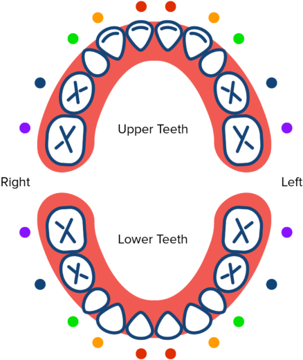 Tooth Eruption Chart From Pediatric Dentist Office - Machoire Bebe (600x600)
