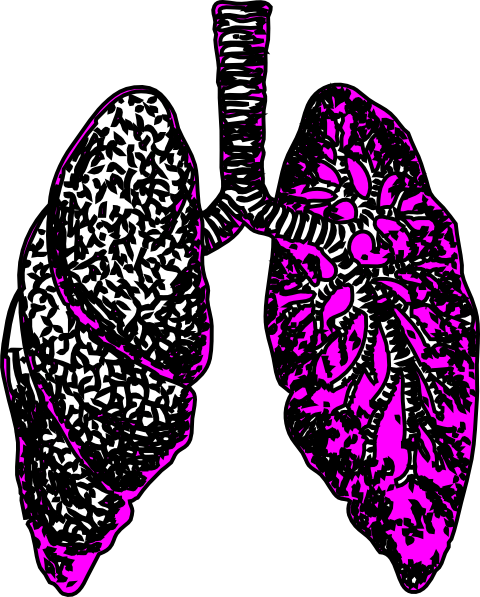 Lungs2 - Lungs Tumblr Transparent Background (480x597)