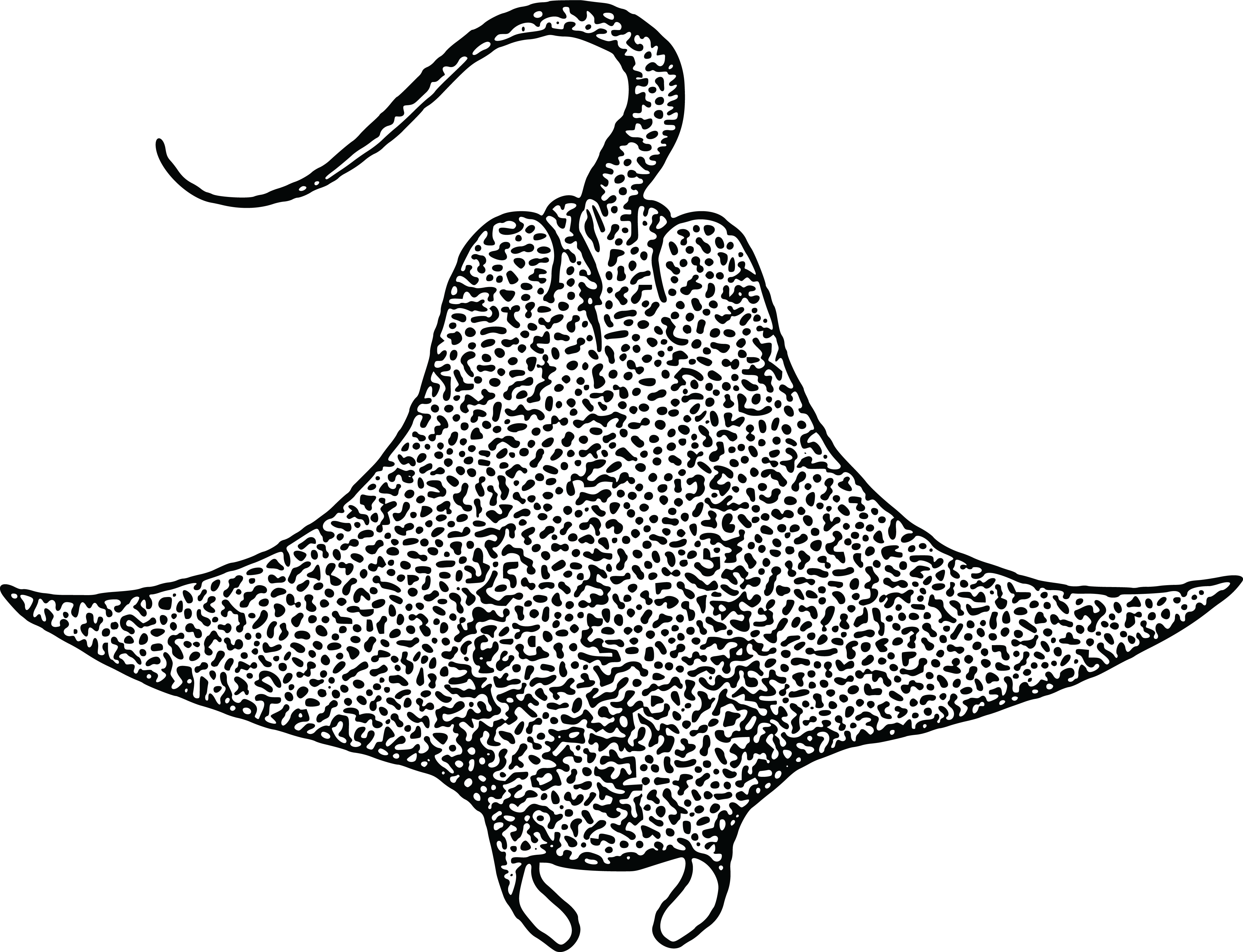 Free Clipart Of A Stingray - Devil Fish Drawing (4000x3065)