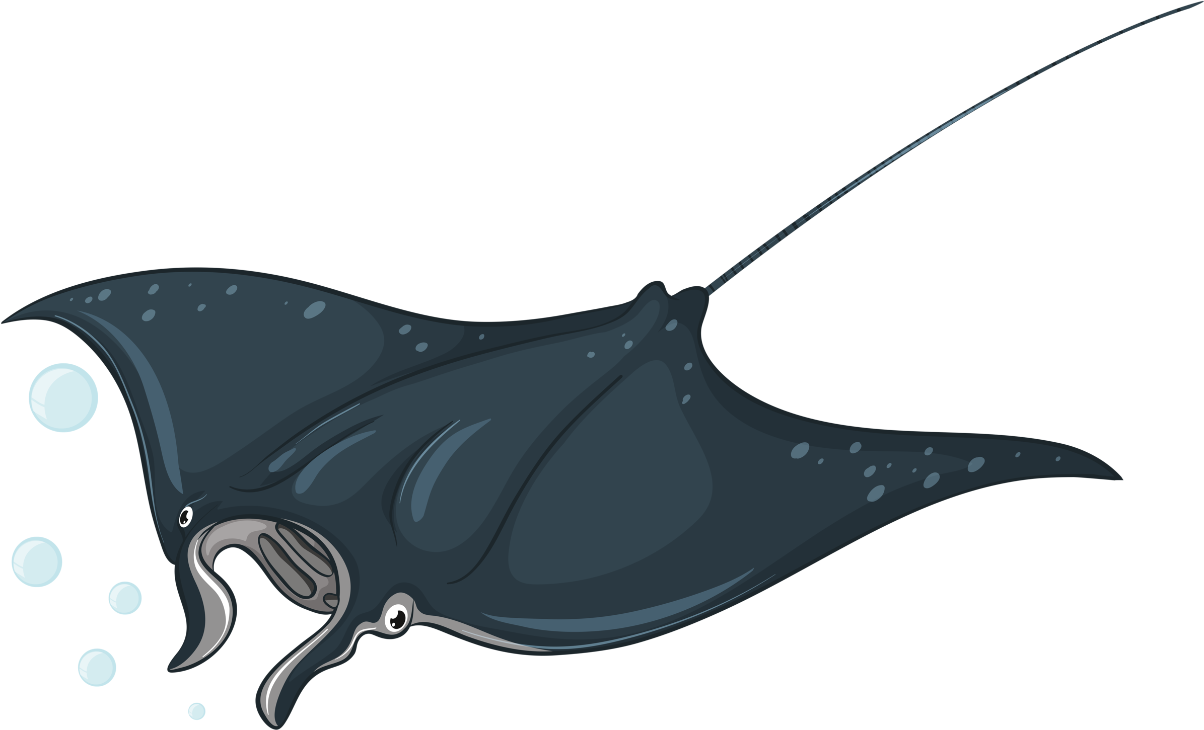 Яндекс - Фотки - Types Of Sea Animals (2560x1560)