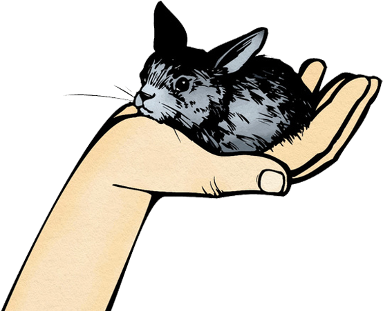 Whiskers Chinchilla Rabbit Clip Art - Whiskers Chinchilla Rabbit Clip Art (716x501)