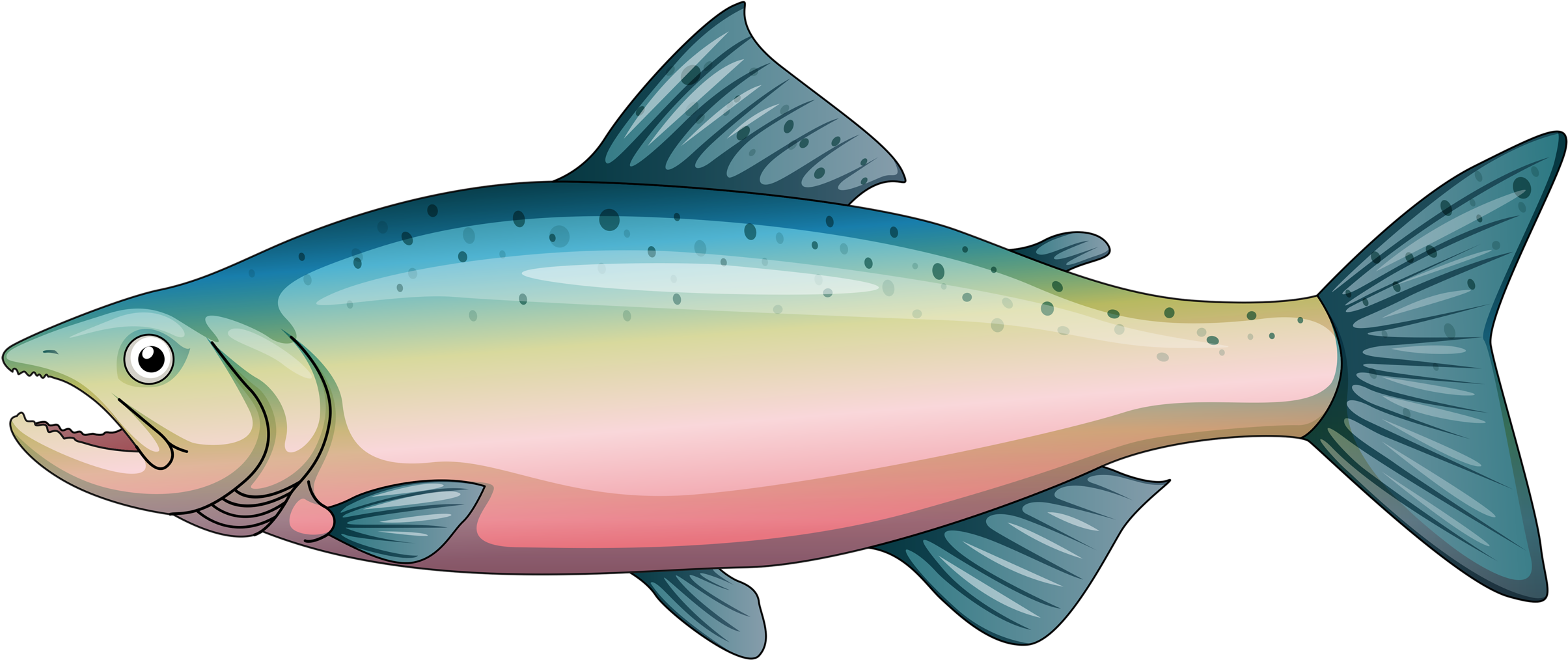 Album - Cartoon Rainbow Trout (2560x1159)