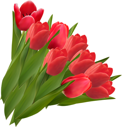 Album - Red Tulips Clipart (482x500)