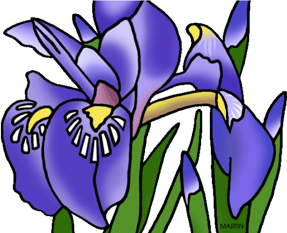 Iris Clipart Clip Art - Iris (640x480)
