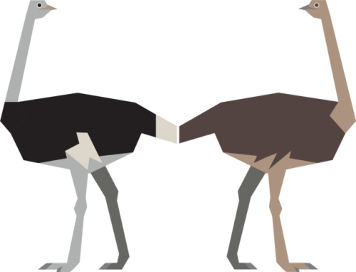 Ostrich (500x382)