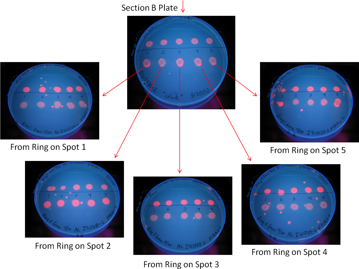 As We Were Doing Experiments With A Plac Rbs Rfp Construct - Circle (1452x1104)