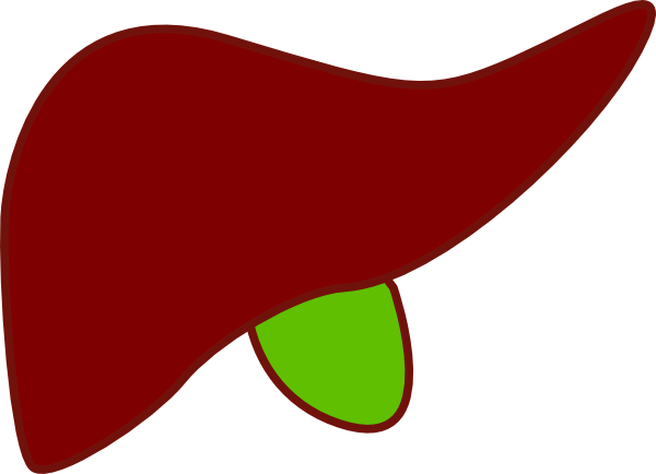 Liver New Clip Art - Liver Clipart Png (600x434)
