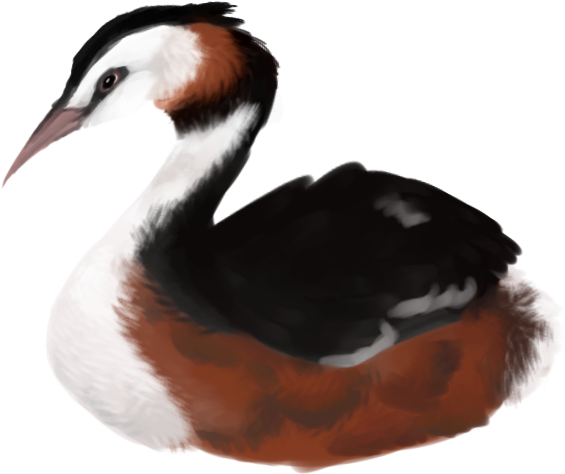Great Crested Grebe By Vomitsmucus - Great Crested Grebe (800x800)
