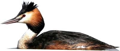 Great Crested Grebe - Water Bird (400x400)