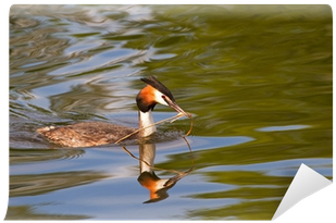 Great Crested Grebe - Canvasback Duck (400x400)