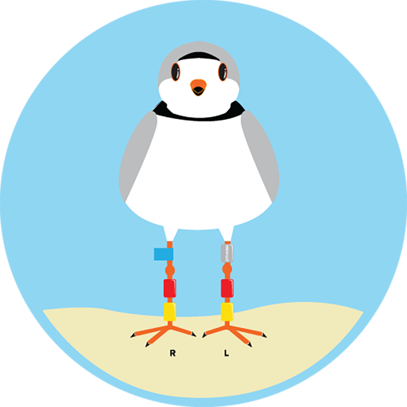 Banded Piping Plover - Piping Plover (800x800)