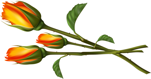 Photo Beautiful Transparent Roses Png Clipart Picture - Portable Network Graphics (600x355)