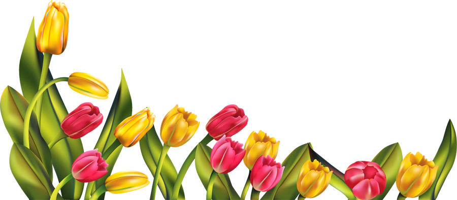 Download Png Image Report - Tulips Png (900x394)