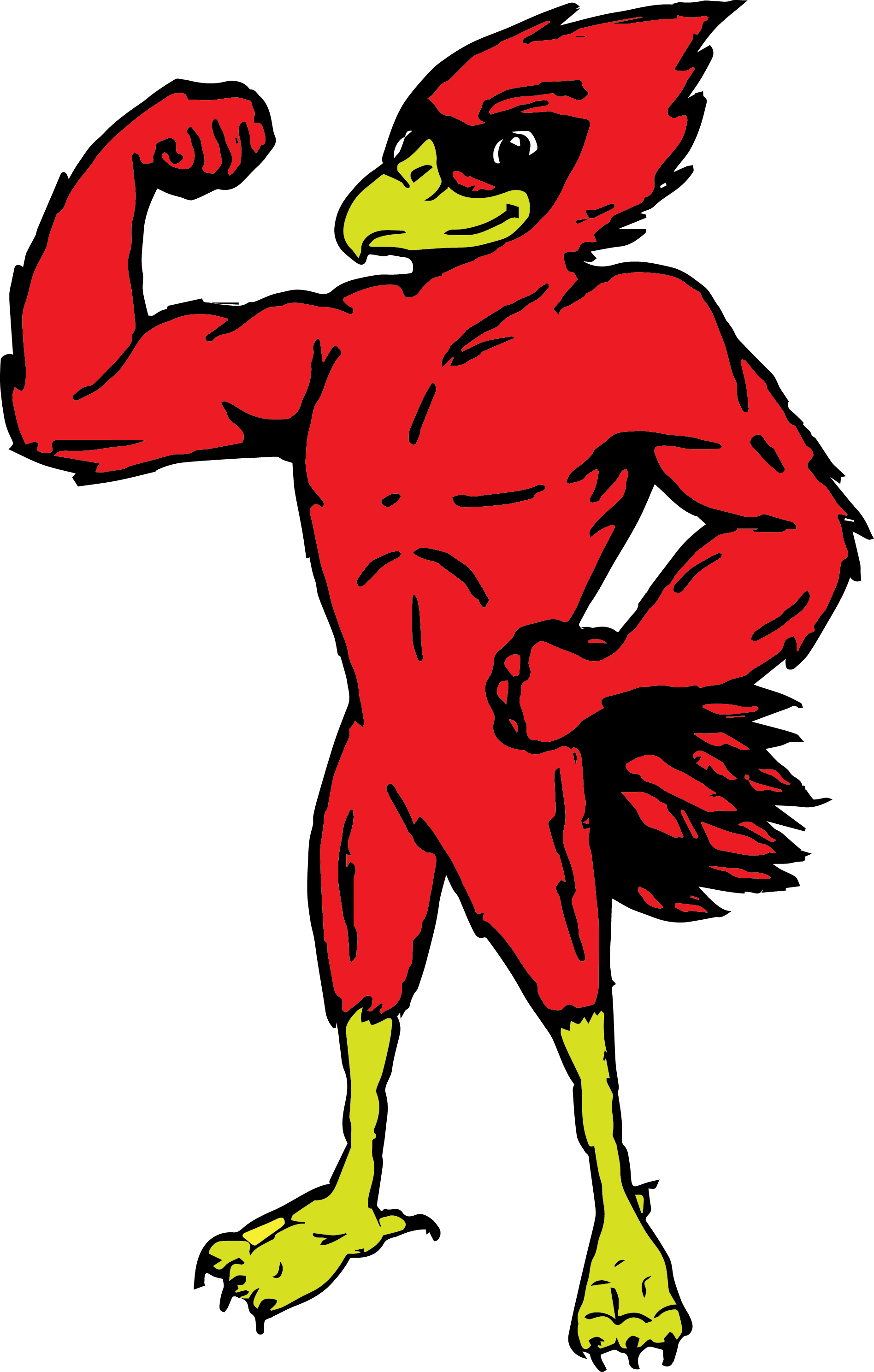 Junior Cardinals - Clipart Muscular Cardinal (1896x2976)