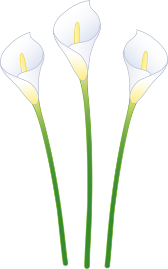 Calla Lily Clipart - Calla Lily Clipart (344x550)
