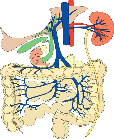 Digestive Organs Medical Diagram Clip Art Free Vector - 對症飲食 - 專科（新增訂本） [book] (555x680)