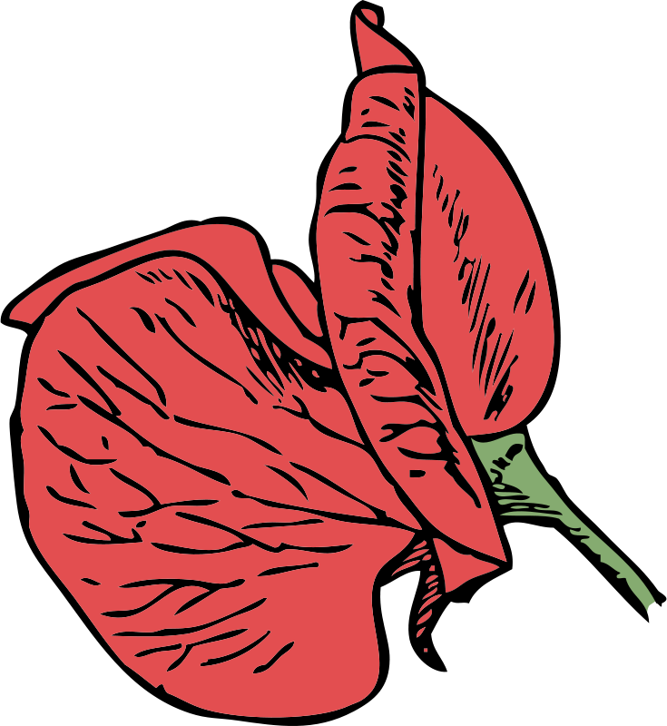 Sweet Pea Flower Clip Art - Sweet Pea Flower Cartoon (735x800)