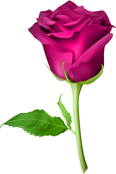 Rose Pink Transparent Png Clip Art Image - Purple Roses Png (405x600)