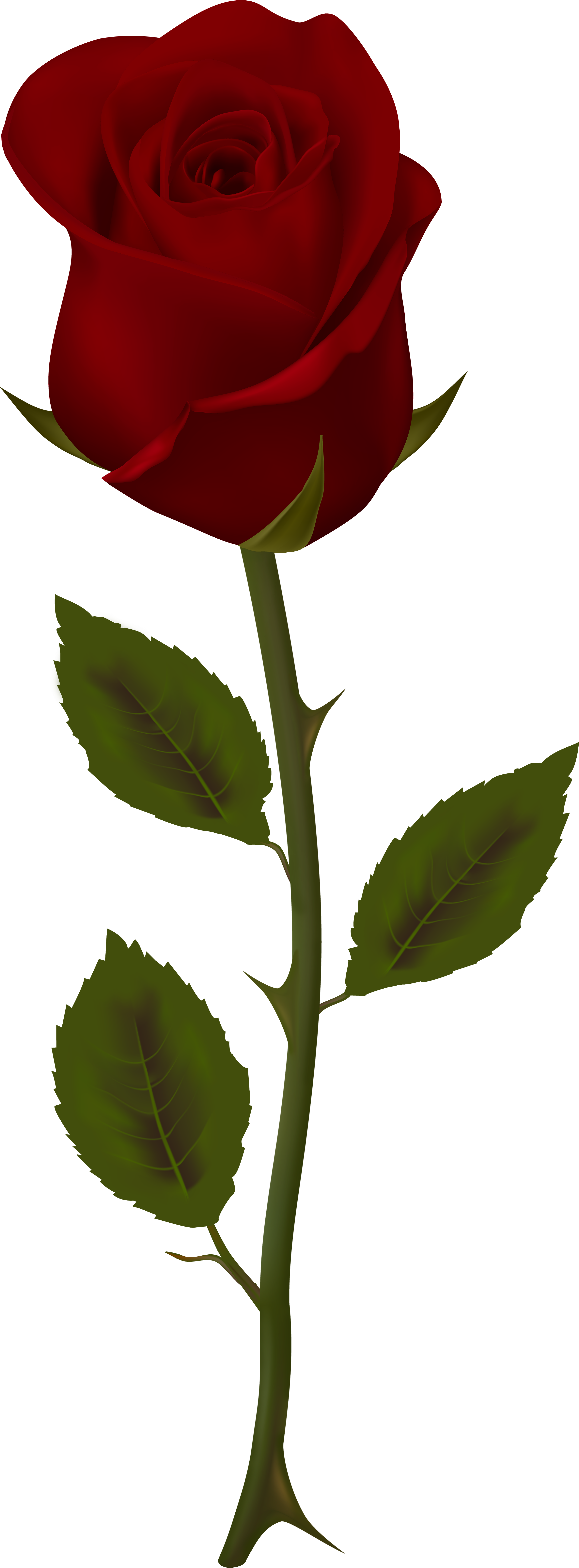 Dark Red Rose Transparent Png Clip Art - Red Rose Transparent (3057x8000)