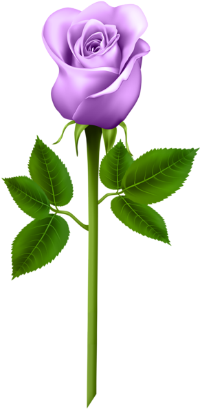 Purple Rose Transparent Png Image - Word Cards For Parts Of A Plant (310x600)