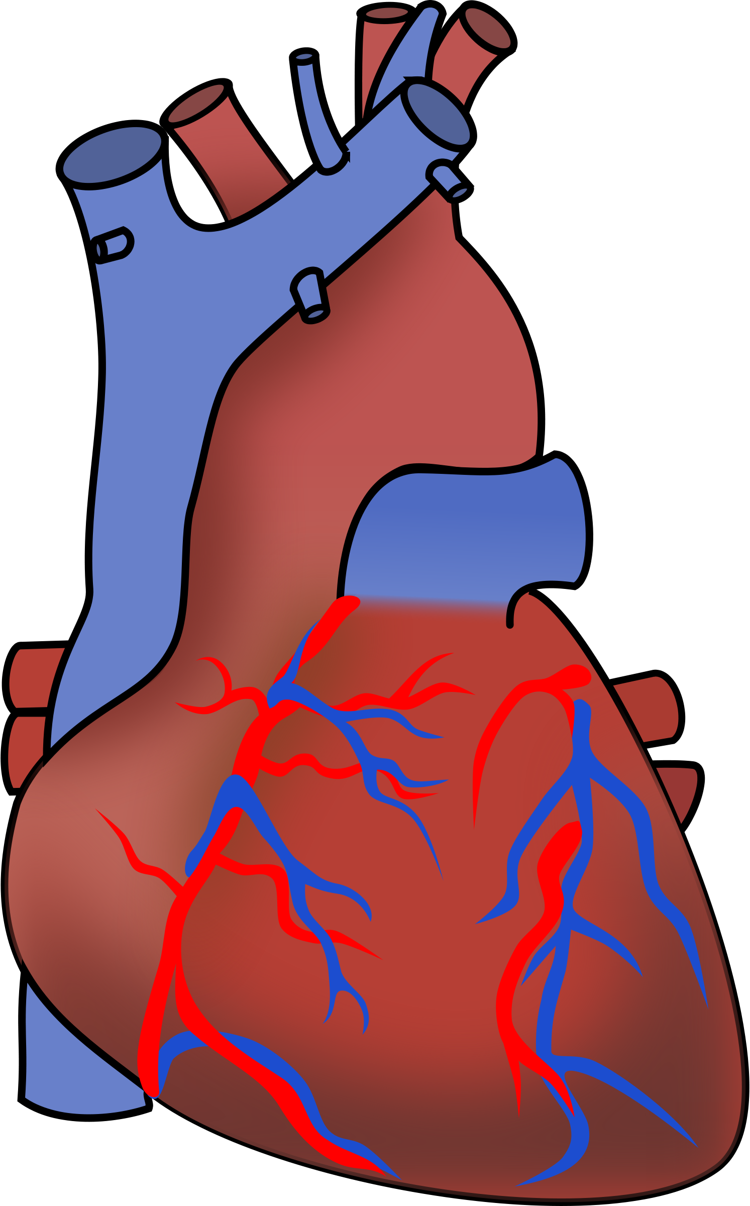 Big Image - Human Heart Clipart Transparent Background (1493x2400)