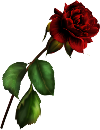 Роза Красная Png (385x500)
